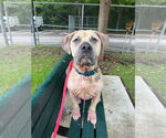 Small #13 American Pit Bull Terrier