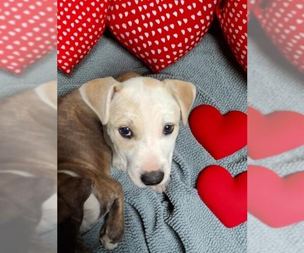 Medium Photo #1 Mutt Puppy For Sale in Bakersfield, CA, USA