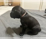 Puppy Light pink coll Cane Corso