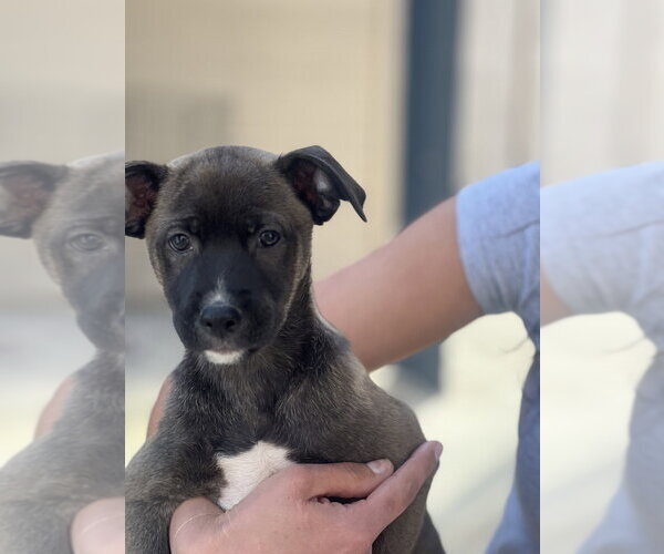 Medium Photo #8 Mutt Puppy For Sale in Dana Point, CA, USA