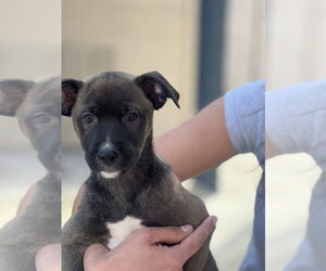 Sable - Female Mutt Dog for Adoption - Photo #8