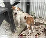 Small American Pit Bull Terrier Mix