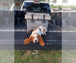 Basset Hound Puppy for sale in BLOUNTSVILLE, AL, USA