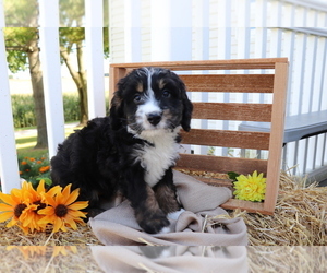 Miniature Bernedoodle Puppy for sale in SHILOH, OH, USA