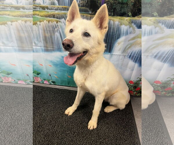 Medium Photo #3 Siberian Husky-Unknown Mix Puppy For Sale in Euless, TX, USA