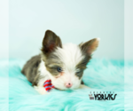 Small Photo #5 Yorkshire Terrier Puppy For Sale in KELLER, TX, USA