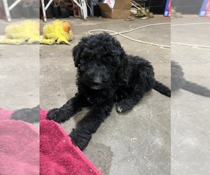 Goldendoodle (Miniature) Puppy for sale in MEDICINE LODGE, KS, USA