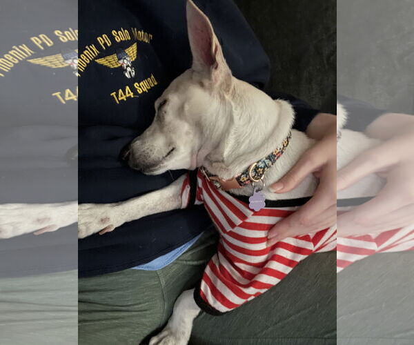 Medium Photo #5 Mutt Puppy For Sale in Chandler, AZ, USA