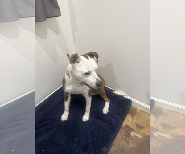 Medium Photo #2 American Pit Bull Terrier-Unknown Mix Puppy For Sale in Corning, AR, USA