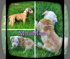 Olde English Bulldogge Puppy for sale in WHEELER, MI, USA