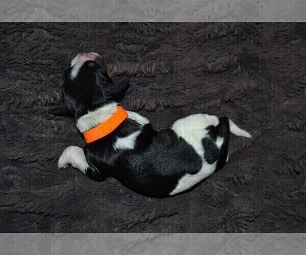 Medium Photo #6 English Springer Spaniel Puppy For Sale in LITCHFIELD, MN, USA