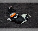 Small Photo #6 English Springer Spaniel Puppy For Sale in LITCHFIELD, MN, USA