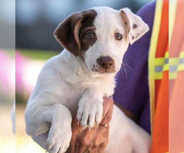 Medium Photo #19 Jack Russell Terrier-Unknown Mix Puppy For Sale in San Diego, CA, USA