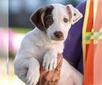 Small #18 Jack Russell Terrier Mix