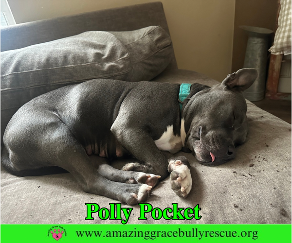 Medium Photo #5 American Bulldog Puppy For Sale in Milton, FL, USA