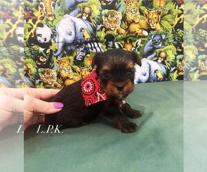 Yorkshire Terrier Puppy for sale in WINNSBORO, LA, USA