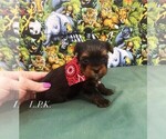 Image preview for Ad Listing. Nickname: Tiny Bear