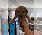 Small #5 Labrador Retriever Mix