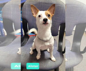 Jack Chi Dogs for adoption in Richmond, IN, USA