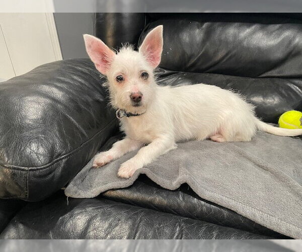 Medium Photo #4 Chihuahua-Unknown Mix Puppy For Sale in Plainfield, IL, USA