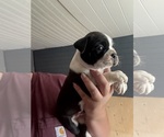 Small #2 Boston Terrier