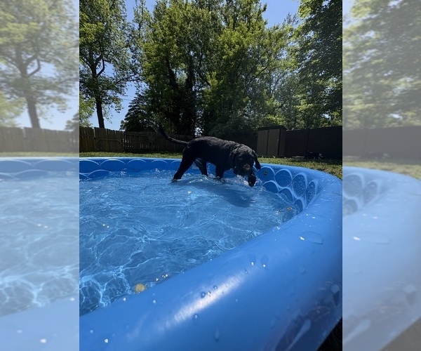 Medium Photo #4 Great Dane-Sheepadoodle Mix Puppy For Sale in EGG HARBOR CITY, NJ, USA