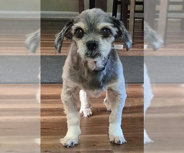 Medium Photo #3 Shih Tzu Puppy For Sale in Arlington, VA, USA