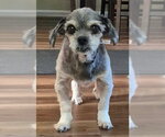 Small #2 Shih Tzu