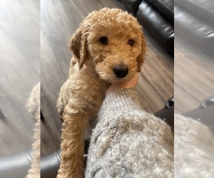 Goldendoodle Puppy for sale in BISMARCK, ND, USA