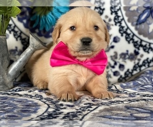 Golden Retriever Puppy for sale in LANCASTER, PA, USA