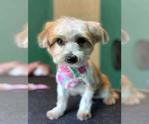 Mutt Dogs for adoption in Gretna, NE, USA