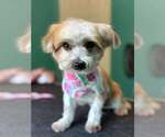 Small Mutt