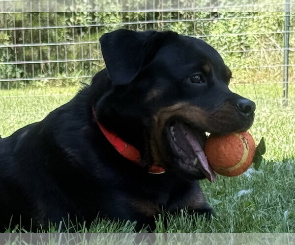 Medium Photo #3 Rottweiler Puppy For Sale in Mooresville, NC, USA