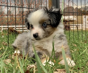 Miniature Australian Shepherd Puppy for sale in WOODRUFF, SC, USA