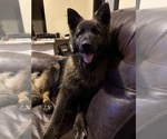 Small Photo #1 German Shepherd Dog Puppy For Sale in FLINT, MI, USA