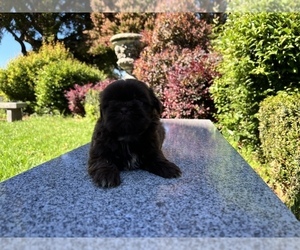 Shih Tzu Dog for Adoption in HAYWARD, California USA
