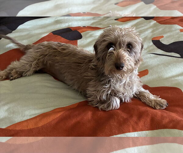 Medium Photo #3 Dachshund Puppy For Sale in Hesperia, CA, USA