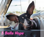Small Photo #29 Dachshund-Unknown Mix Puppy For Sale in San Antonio, TX, USA
