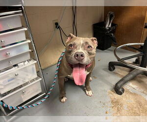 American Staffordshire Terrier Dogs for adoption in Ocala, FL, USA