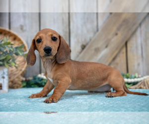 Medium Dachshund
