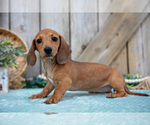 Puppy Bailey Dachshund