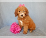 Small Photo #2 Goldendoodle (Miniature) Puppy For Sale in MILLERSBURG, OH, USA