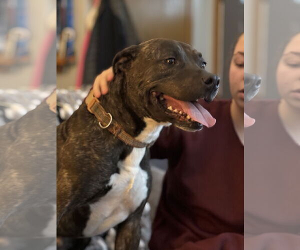 Medium Photo #4 Mutt Puppy For Sale in Farmington, MN, USA