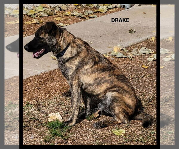 Medium Photo #1 German Shepherd Dog-Unknown Mix Puppy For Sale in Granbury, TX, USA