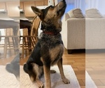 Small Photo #8 Australian Shepherd-German Shepherd Dog Mix Puppy For Sale in CHATTANOOGA, TN, USA