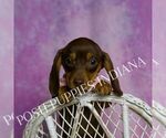Small #3 Dachshund