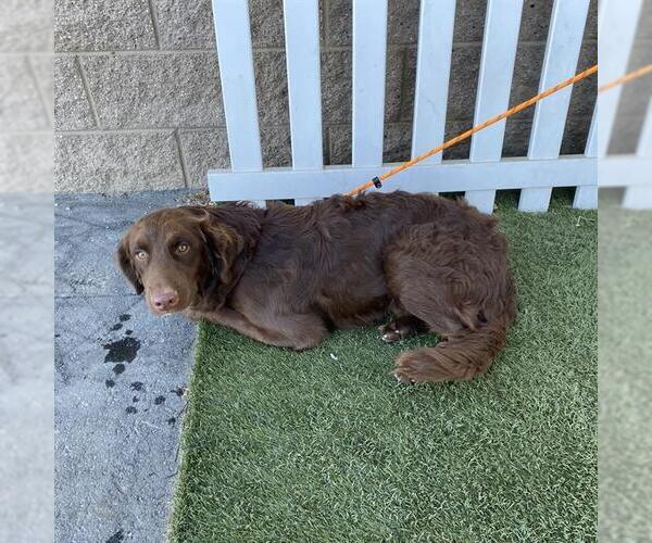 Medium Photo #1 Chesapeake Bay Retriever-Unknown Mix Puppy For Sale in Modesto, CA, USA