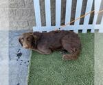 Small Chesapeake Bay Retriever Mix