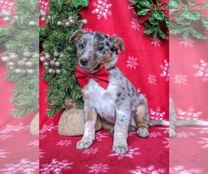 Australian Shepherd-Texas Heeler Mix Puppy for sale in HOLTWOOD, PA, USA