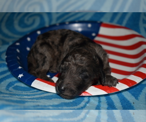 Medium Photo #2 Poodle (Standard) Puppy For Sale in MALABAR, FL, USA